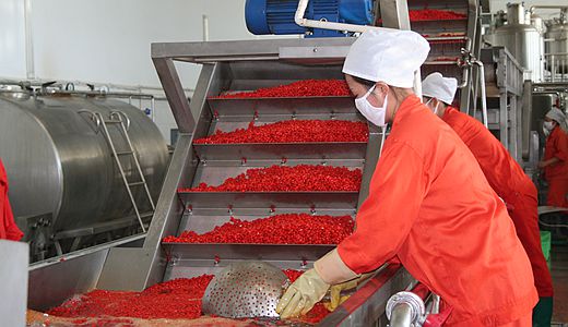 Chinese wolfberry  industry
