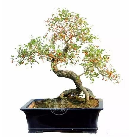 goji tree bonsai in china