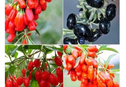 Classification of wolfberry