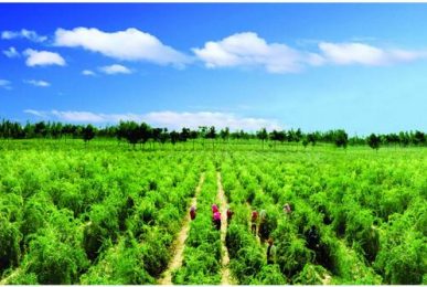 wolfberry cultivation technology