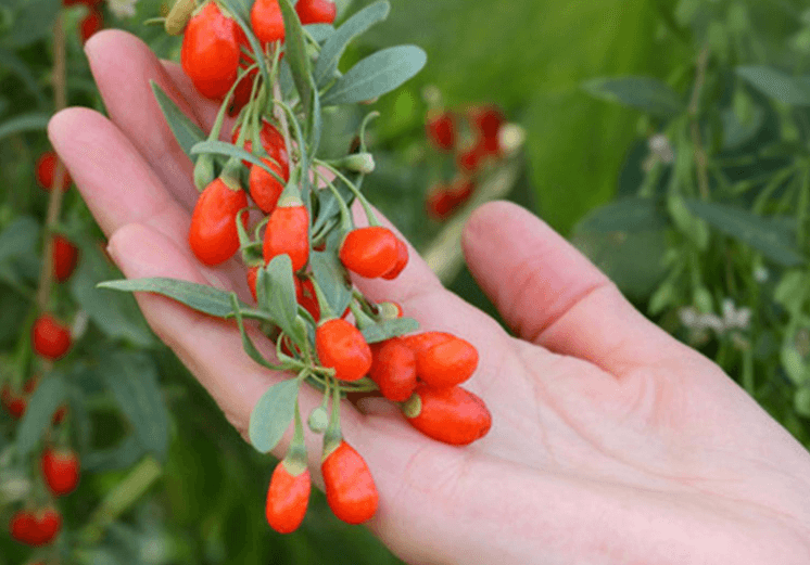 Goji berries are rich in anti-inflammatory 