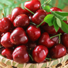 Red wolfberry vs cherry berry